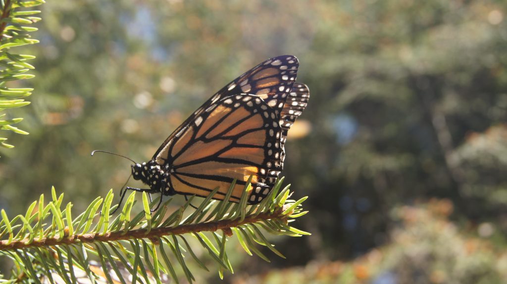 monarch5