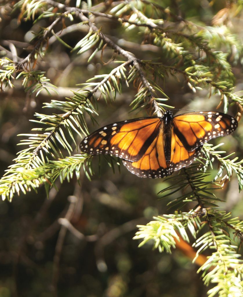 Meksika Monarch kelebekleri, ağaçta
