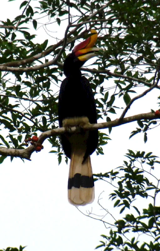 Anavatanı Borneo Adası olan Hornbill