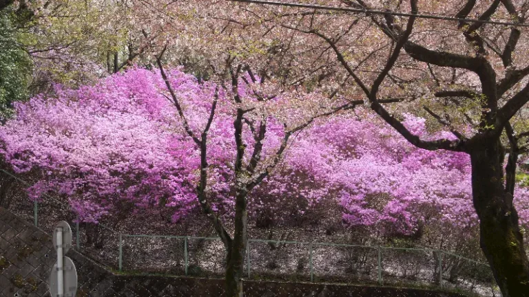 Baharı, yaşamı,ölümü,onuru ve asaleti kendisinde toplayan simge ağaç Sakura