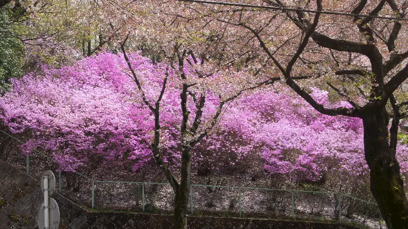 Baharı, yaşamı,ölümü,onuru ve asaleti kendisinde toplayan simge ağaç Sakura