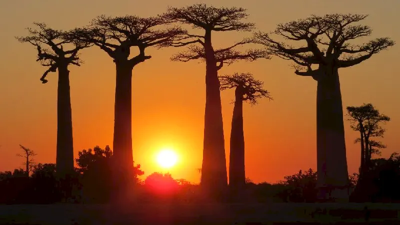 Baobab vadisinde gün batımı