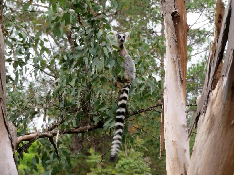 Bir başka lemur cinsi