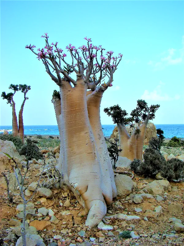 Bir kaç Desert Rose ağacı bitişik gövdeleri ile büyüyebiliyor