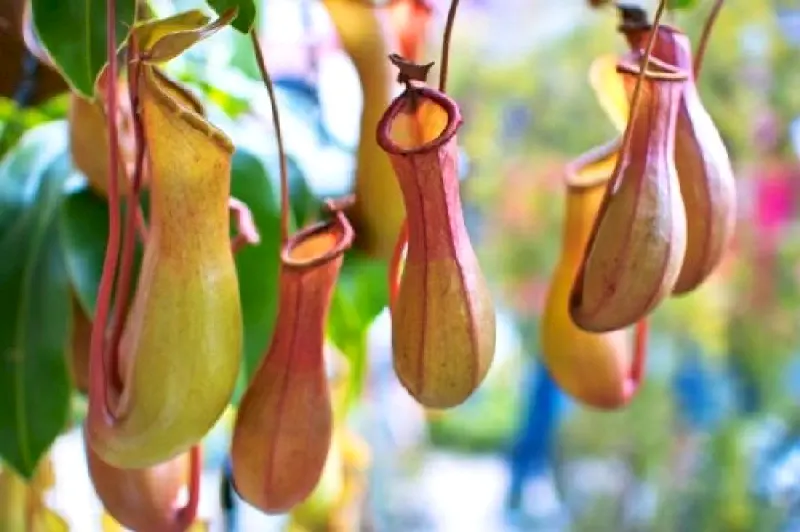Böcek kapan (Pitcher Plant) bitkiler