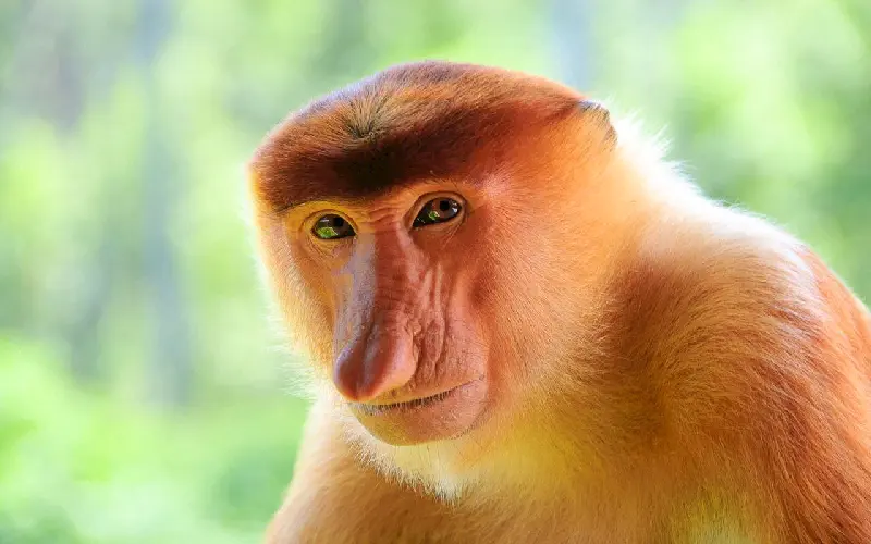 Borneo'nun Probiscus maymunu