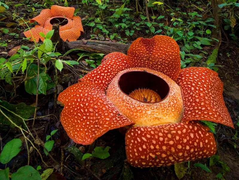 Borneo'nun nadir çiçeği Rafflesia