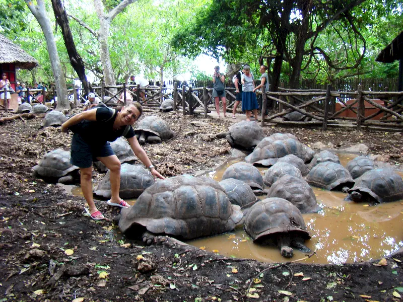 Zanzibar, Changuu adasında Aldabra kaplumbağaları