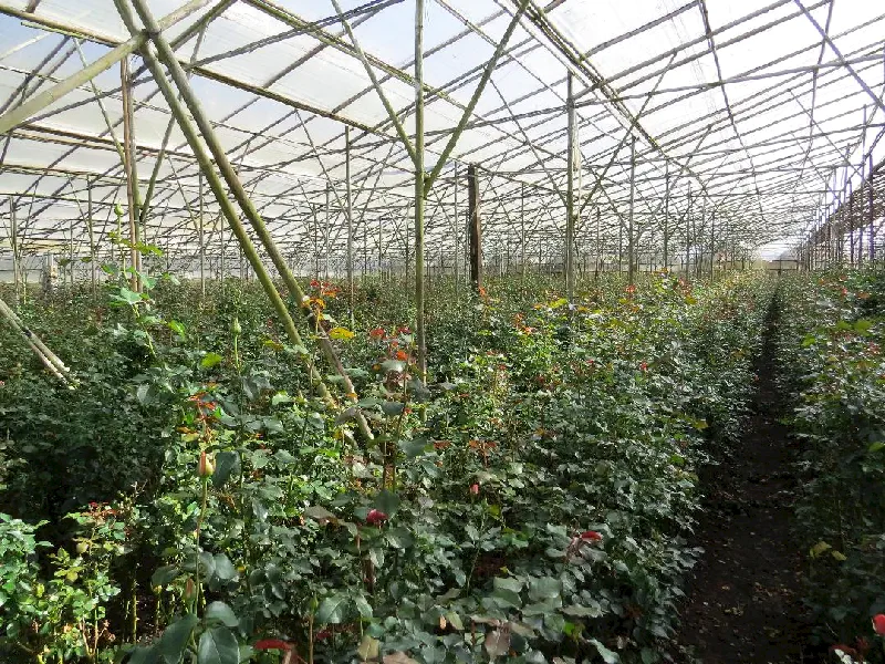 Çiçek seraları Dalat'ın gelir kaynağı