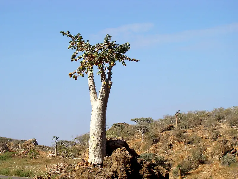 Cucamber Tree- Salatalık Ağacı