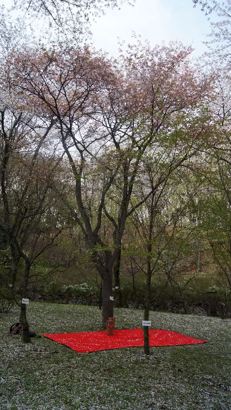 Daisaku Ikeda`nın anı ormanında Barış Manço adını ve anısını taşıyan Sakura ağacı