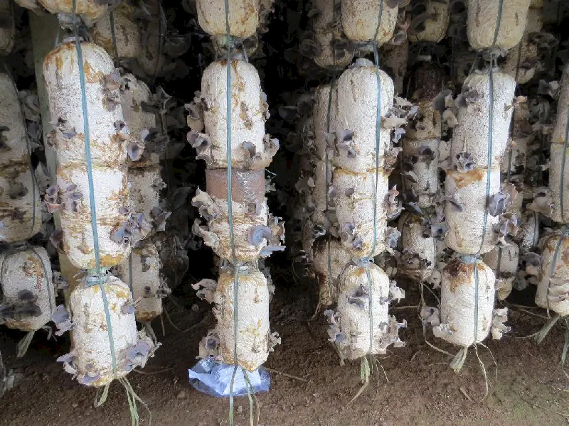 Dalat'ın mantar üretimi