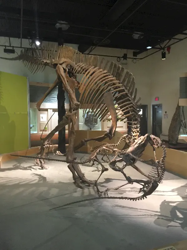 Dinasour Provincial Park'da bulunan üç tür ile bir kompozisyon