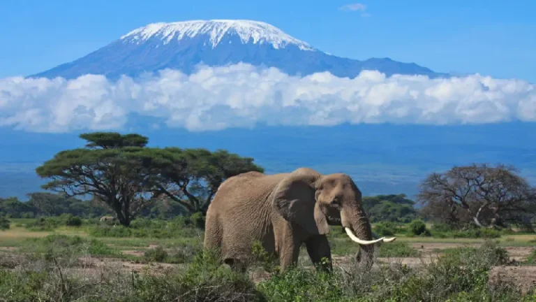 Efsanevi Kilimanjaro Dağı