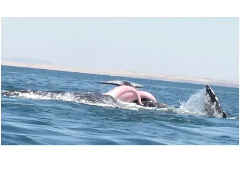 Erkek balinalar dişiye kur yapıyor