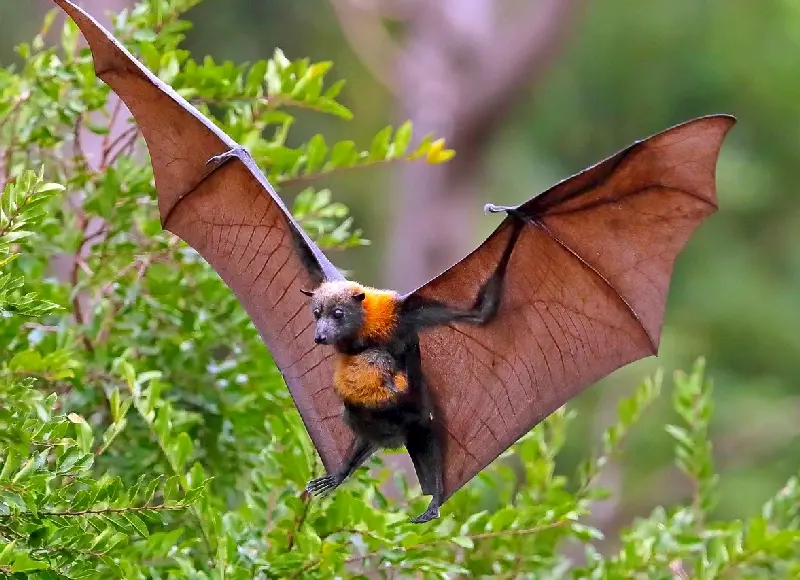 FİLİPİNLER NEGROS’DAKİ TAÇ MAHAL 4 Flying Fox- Uçan tilki adı verilen yarasa