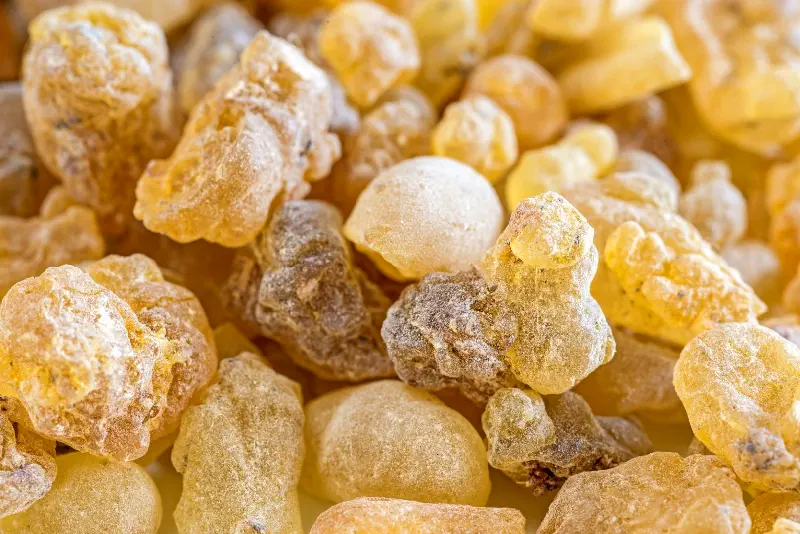 Frankincense Ağaçlarından elde edilen antik çağların değerli ürünü Tütsü