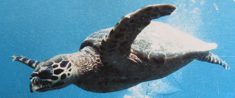 Gili Air adası açıklarında deniz kaplumbası