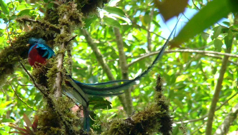 PARALAR İÇİNDE BİR GÜZEL PARA 6 Guatemala para birimine adını veren Quetzal kuşu