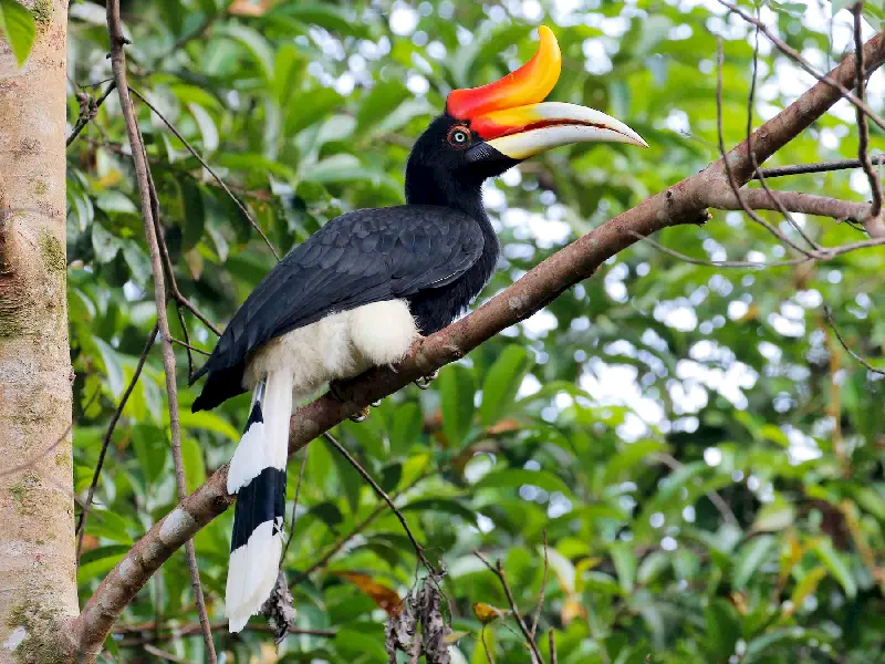 Hornbill gagasının üstündeki kemiksi çıkıntı için avlanan bir kuş