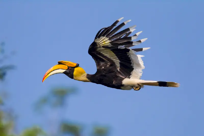 Hornbill uçarken