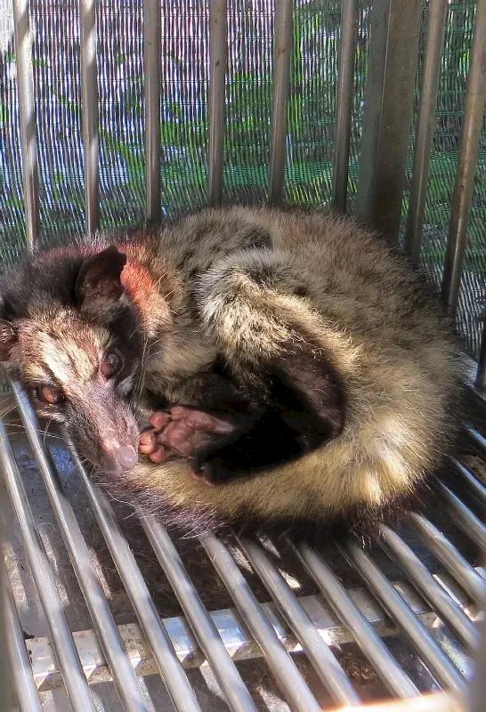 Kahve dünyasında ünlü Luwak(Chon) canlısı