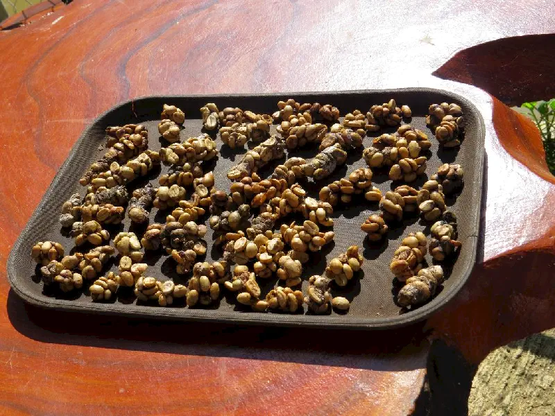Kahveli Luwak dışkısı