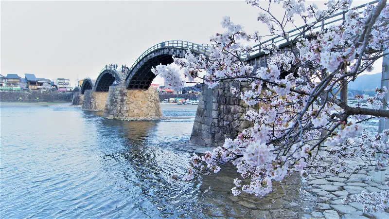 Kintai köprüsü ve sakuralar