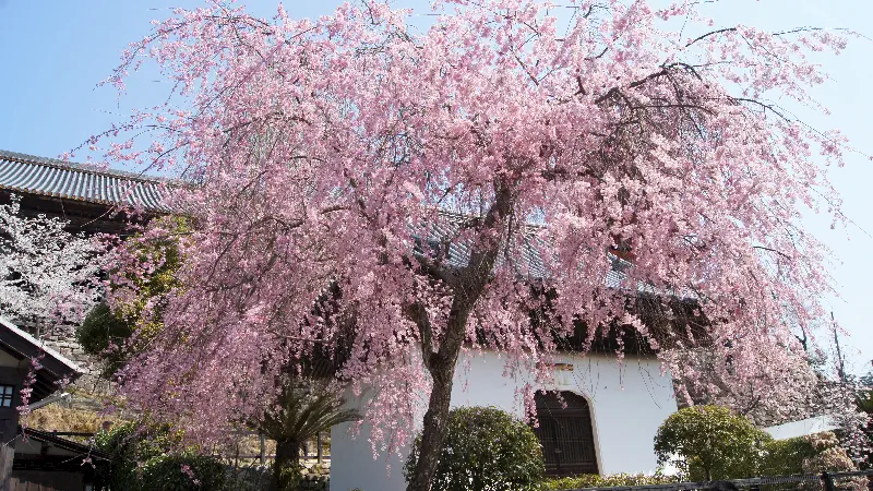 Kiraz Çiçeği yani Sakura ağaçları kesinlikle kesilmiyor ölünceye kadar özenle bakılıyor Japonyada