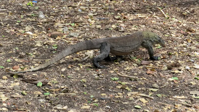 Komodo Ejderi av peşinde