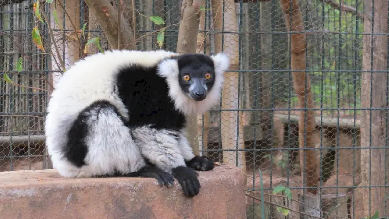 Madagaskarın ünlü lemurları