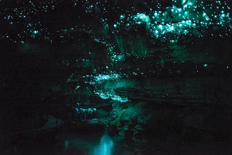Mağara tavanında ışık saçan Glowworm Kurtçukları