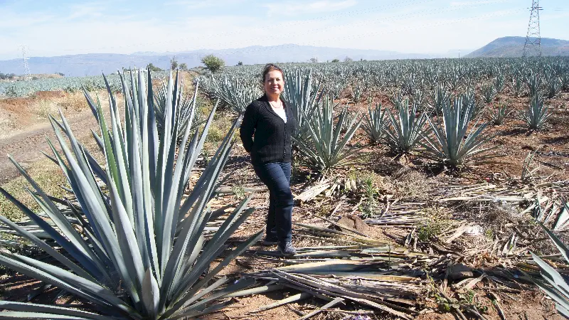 UNESCO DÜNYA MİRASI TEKİLA 3 Meksika`nın ünlü içkisi Tekila, Mavi Agave kaktüs türünden elde ediliyor