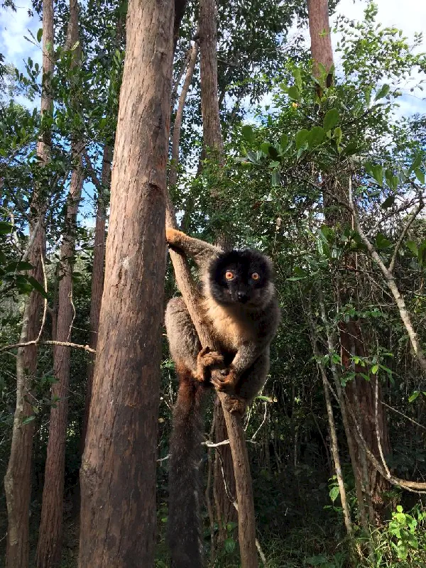 Meraklı lemur bizi izliyor