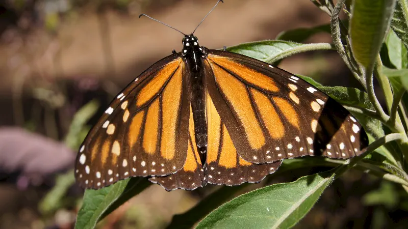 Monarch Kelebeği