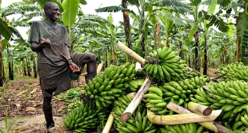 UGANDA AFRİKANIN İNCİSİDİR, Winston Churchill 6 Muza benzeyen Matoke soyulup haşlanıyor, püre yapılarak ekmek veya patates yerine yeniliyor.