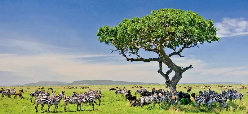 Ngorongoro Koruma Alanında yüksek hayvan yoğunluğu