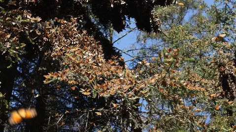 Oyamel Fir ağacının dallarında binlerce kelebek
