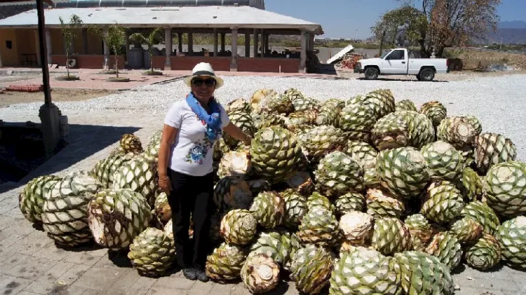 Pinya denilen Agave göbekleri