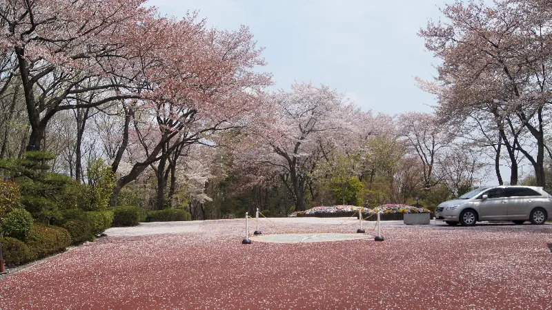 Sakura çiçekleri her rüzgarda pembe beyaz kar taneleri gibi üstümüze yağıyor