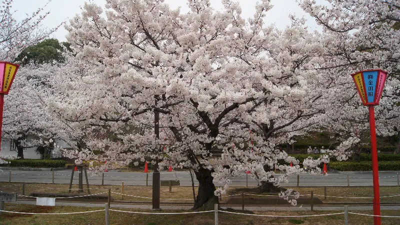 Sakura zerafeti, letafeti, masumiyeti temsil ediyor