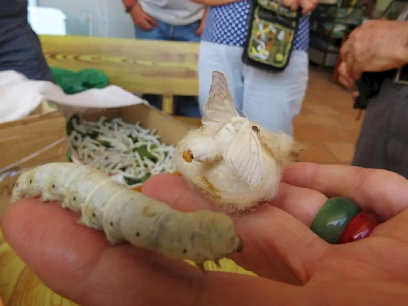 Vietnam'ın ünlü ipeklerinin kaynağı ipek  böceği, kozası ve kelebeği