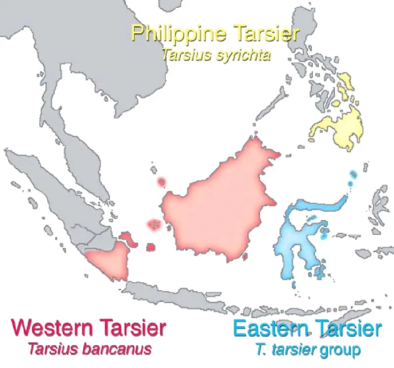 Tarsieri haritası