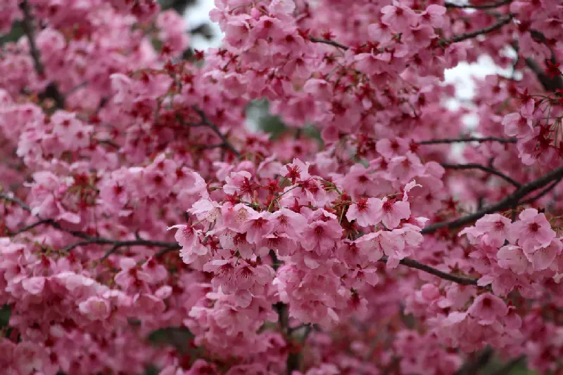 harita yerine sakura
