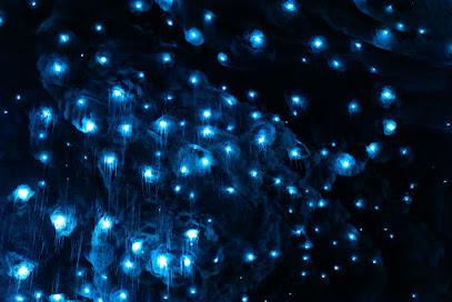 YENİ ZELANDA CANLI MAĞARA PIRLANTASI 6 glowworm-mavi