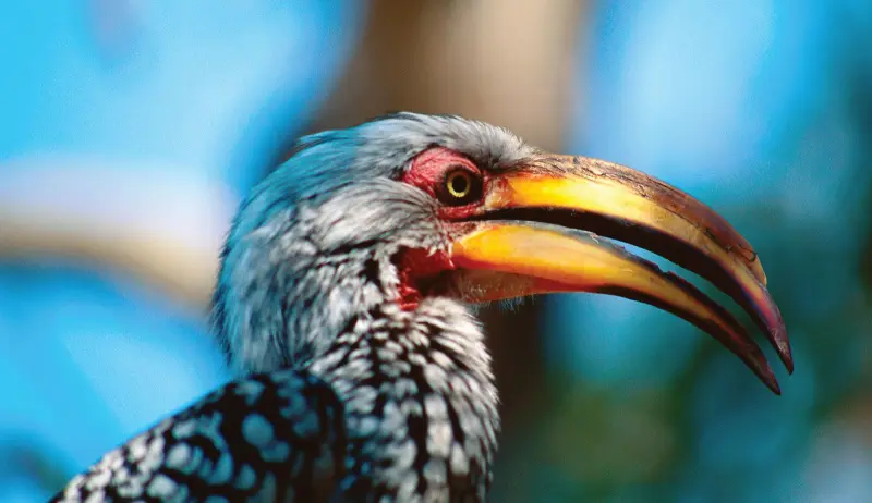 hornbill kuşu