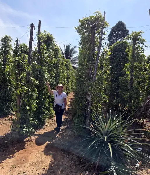 VİETNAMIN PHU QUOC ADASI 18 Vietnam phu quoc bahce 2