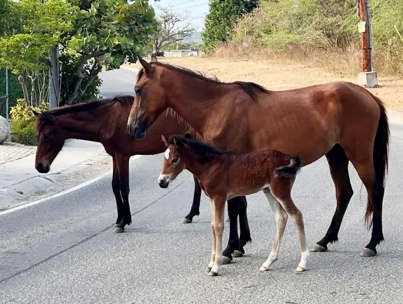 KARAYİP GÜZELİ VIEQUES 6 karayip atlar ve tay