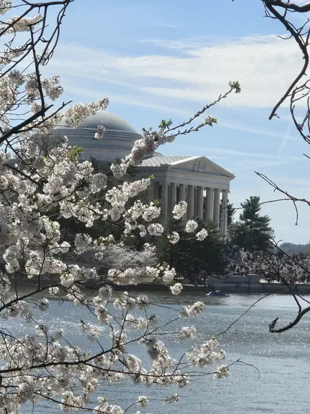 WASHINGTON DC VE SAKURALAR 3