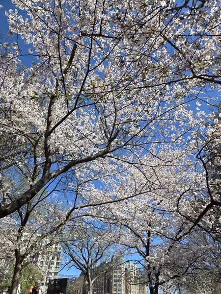 WASHINGTON DC VE SAKURALAR 5